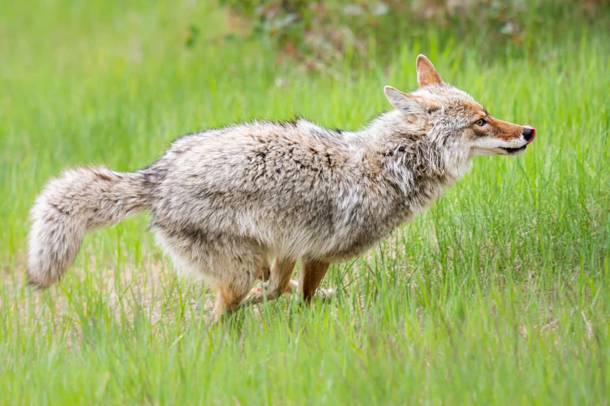 Coyotes lift their tails when aggressive