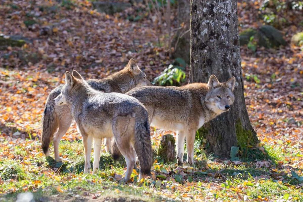 Coyotes are opportunistic predators and they can also hunt in packs.