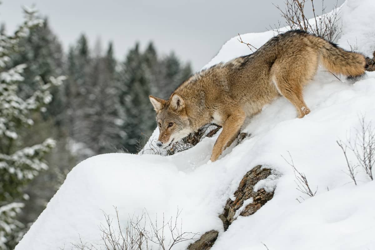 Do coyotes hibernate in the winter