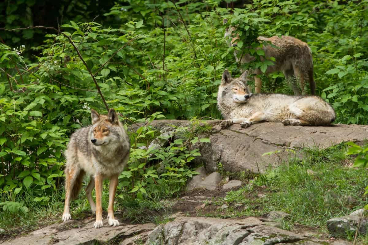 A pack of coyotes living in the jungle.