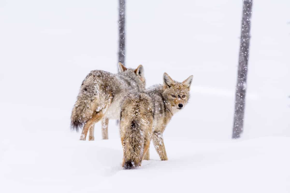 A pair of coyotes traveling through snow
