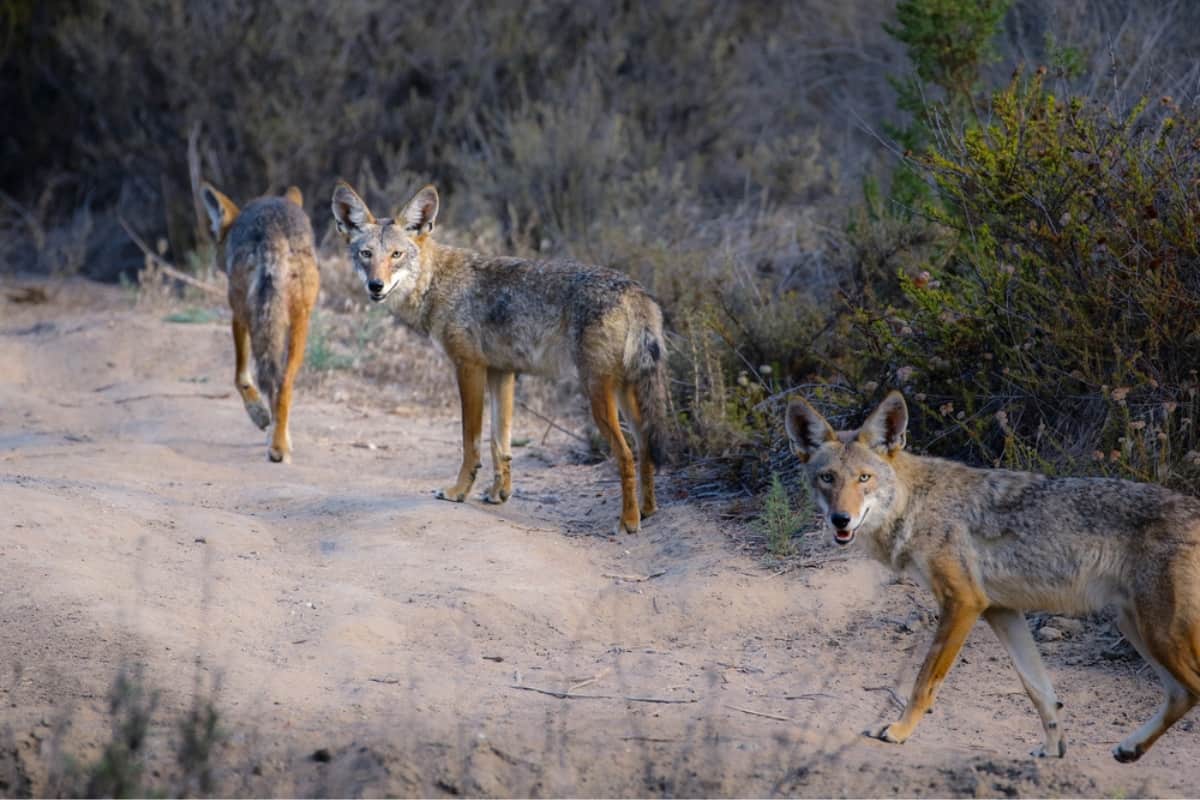 A pack of coyotes traveling down the dirt path.