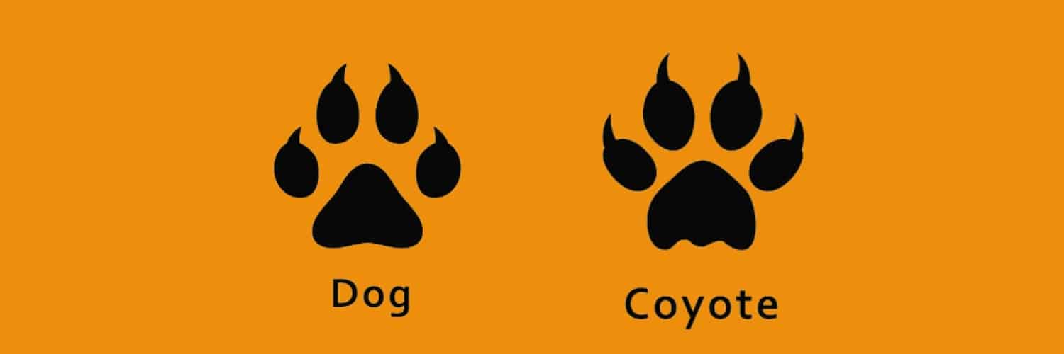 Dogs vs coyotes paw/claw prints