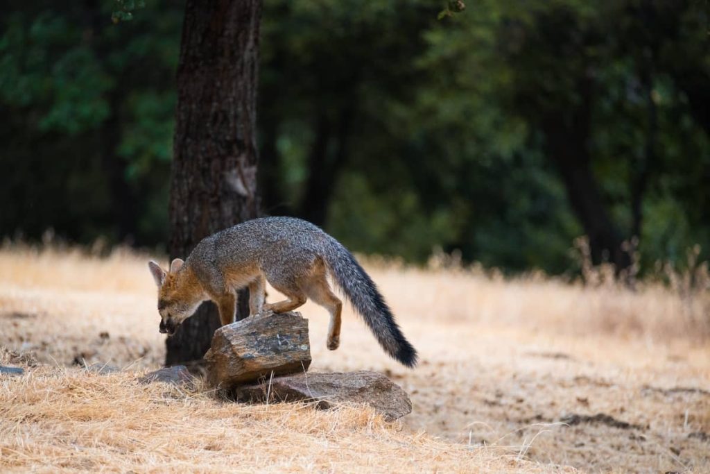 A Gray fox in the wilderness
