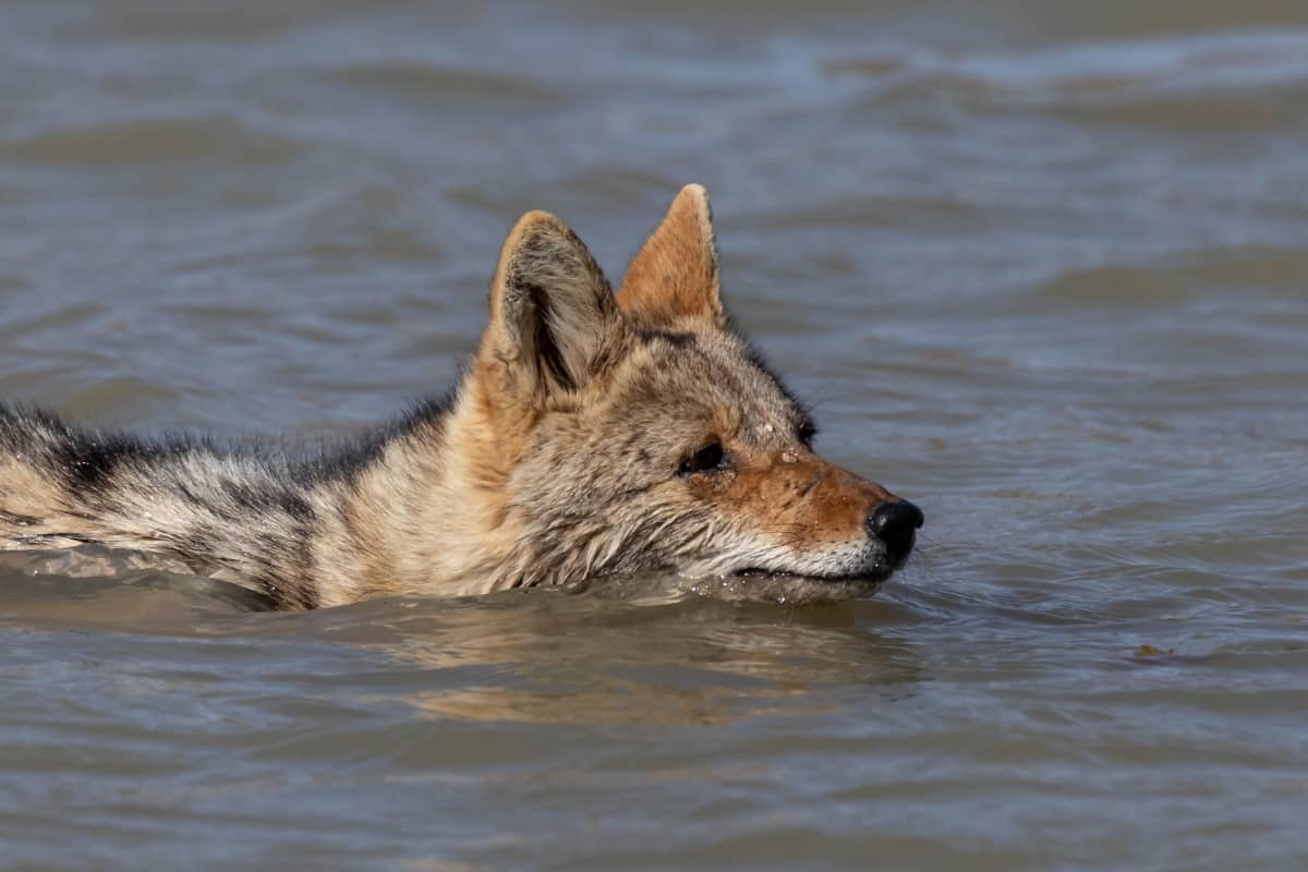 Coyotes can swim at least half a mile before tiring out.