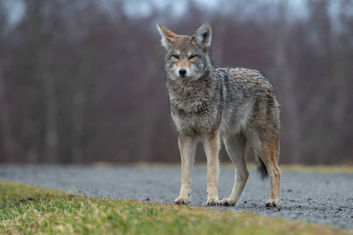 A coyote living in an urban area.