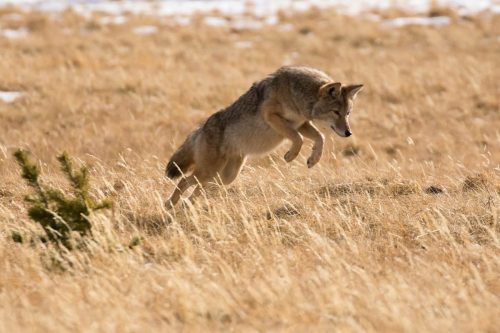 How High Can A Coyote Jump? Can They Jump Fences?