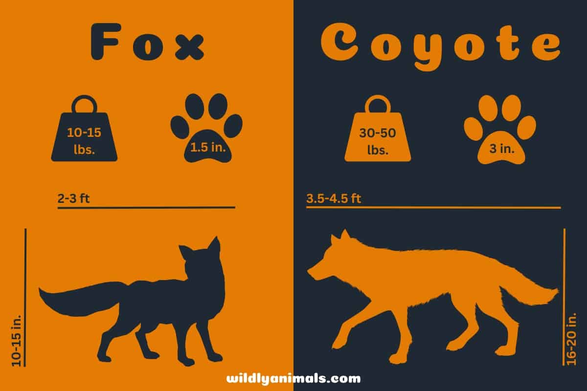 Infographic comparing the size of a coyote to a fox