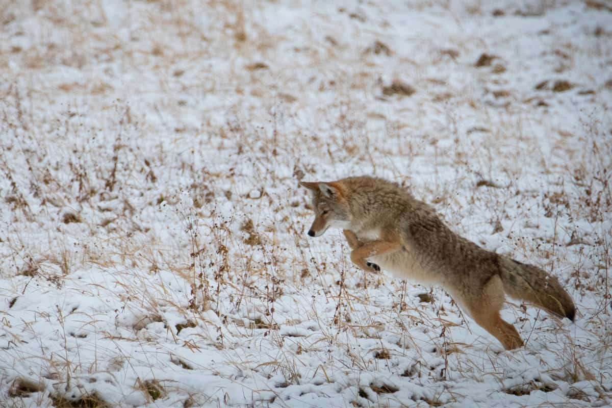 A coyote leaping in a field full of snow