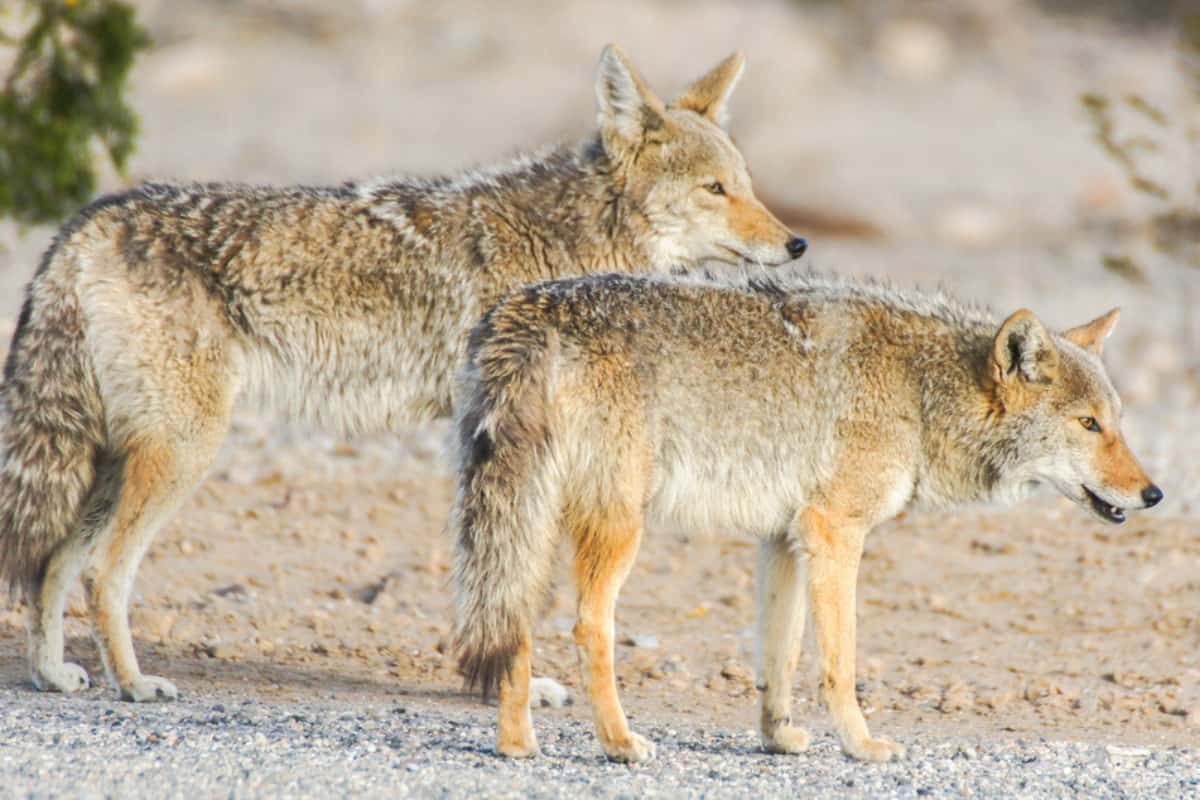 How big are male and female coyotes 