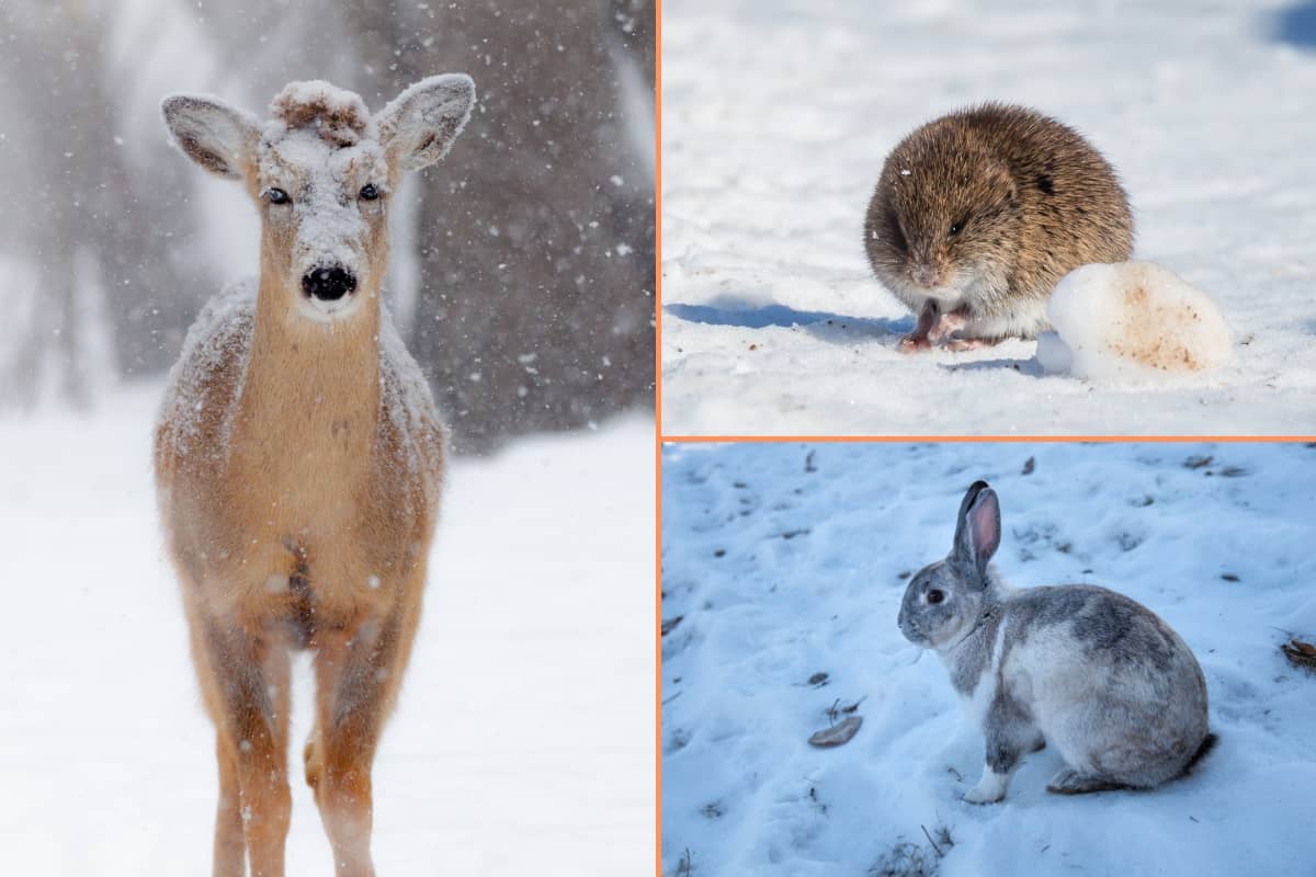 Animals other than coyotes which are active in winter