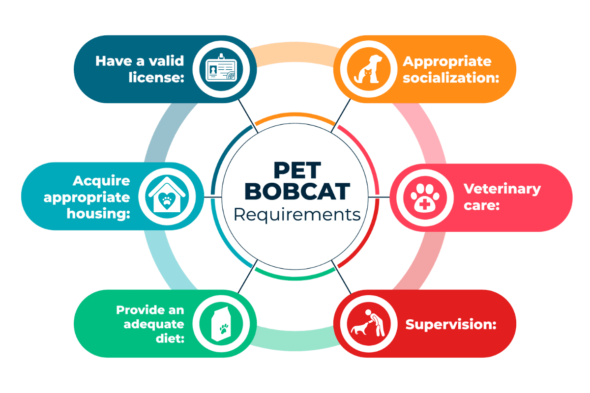 Requirements For Keeping A Bobcat As A Pet - Infographics