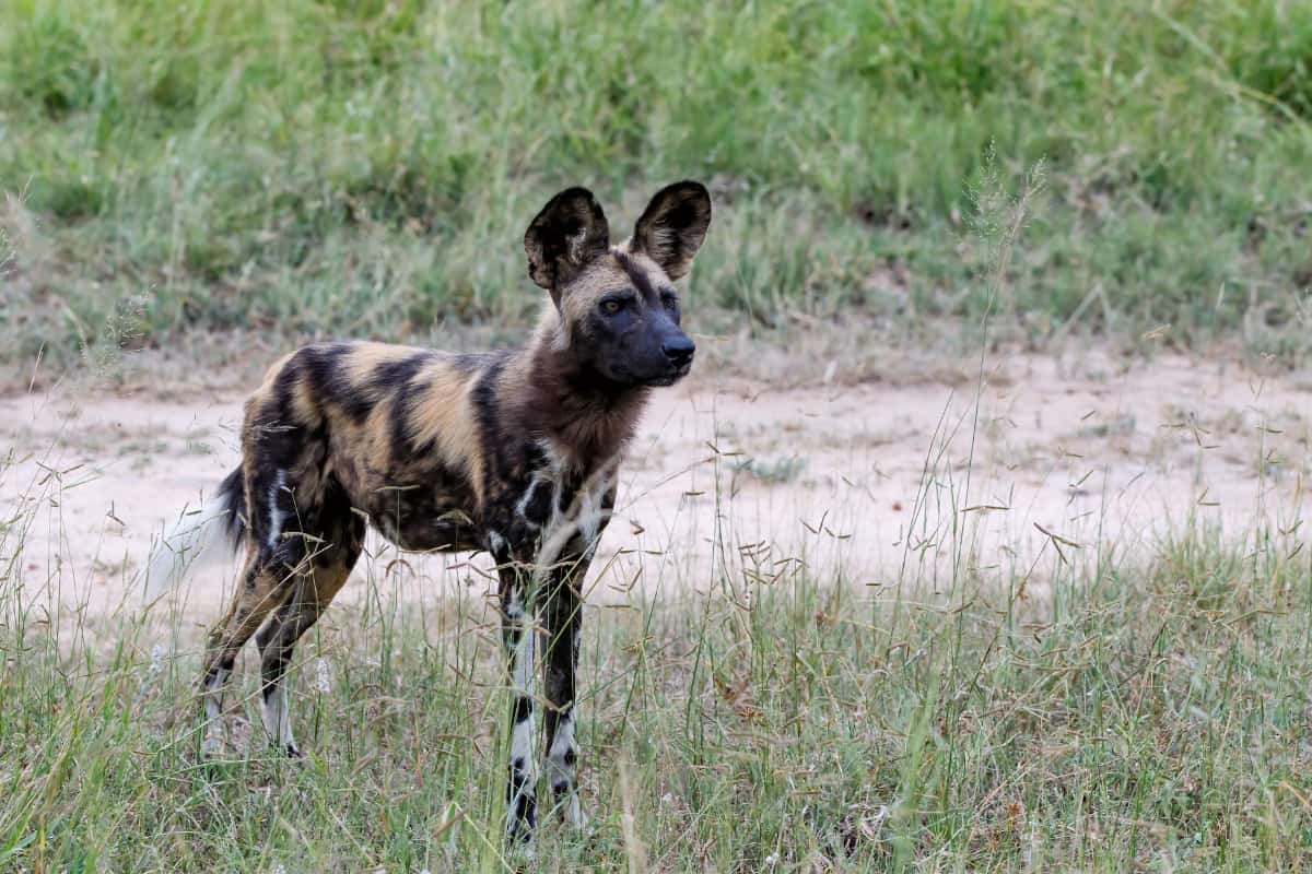 African wild dogs that look like coyotes