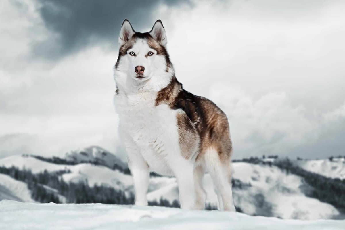 The Alaskan Husky - a dog that looks like a coyote