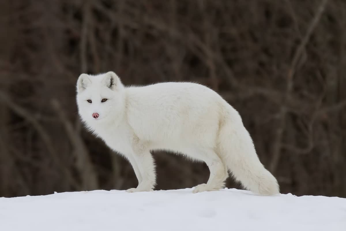 The Arctic Fox is also among the animals like coyotes