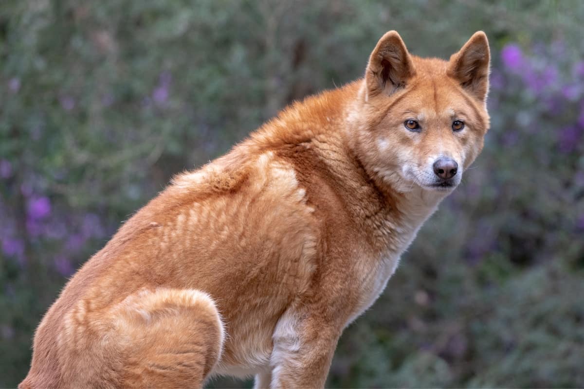 Australian Dingo is a wild dog that looks like a coyote