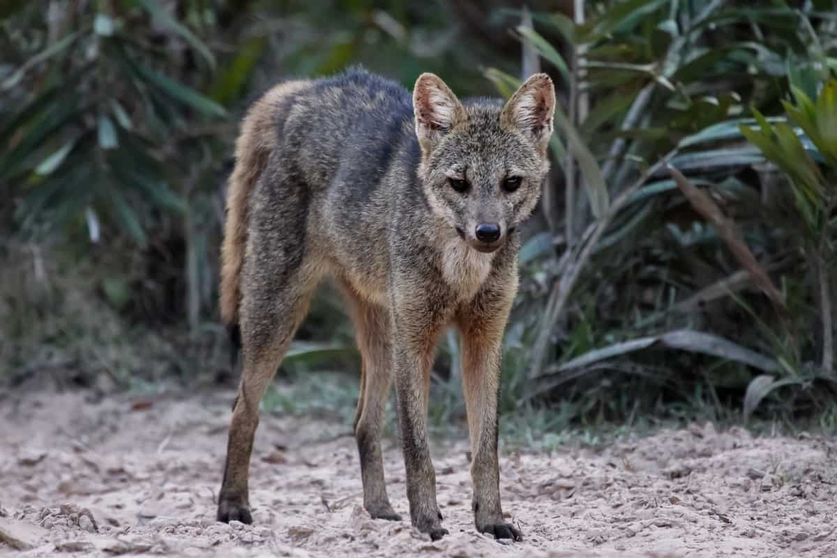 The Crab-Eating Fox can be mistaken for coyotes