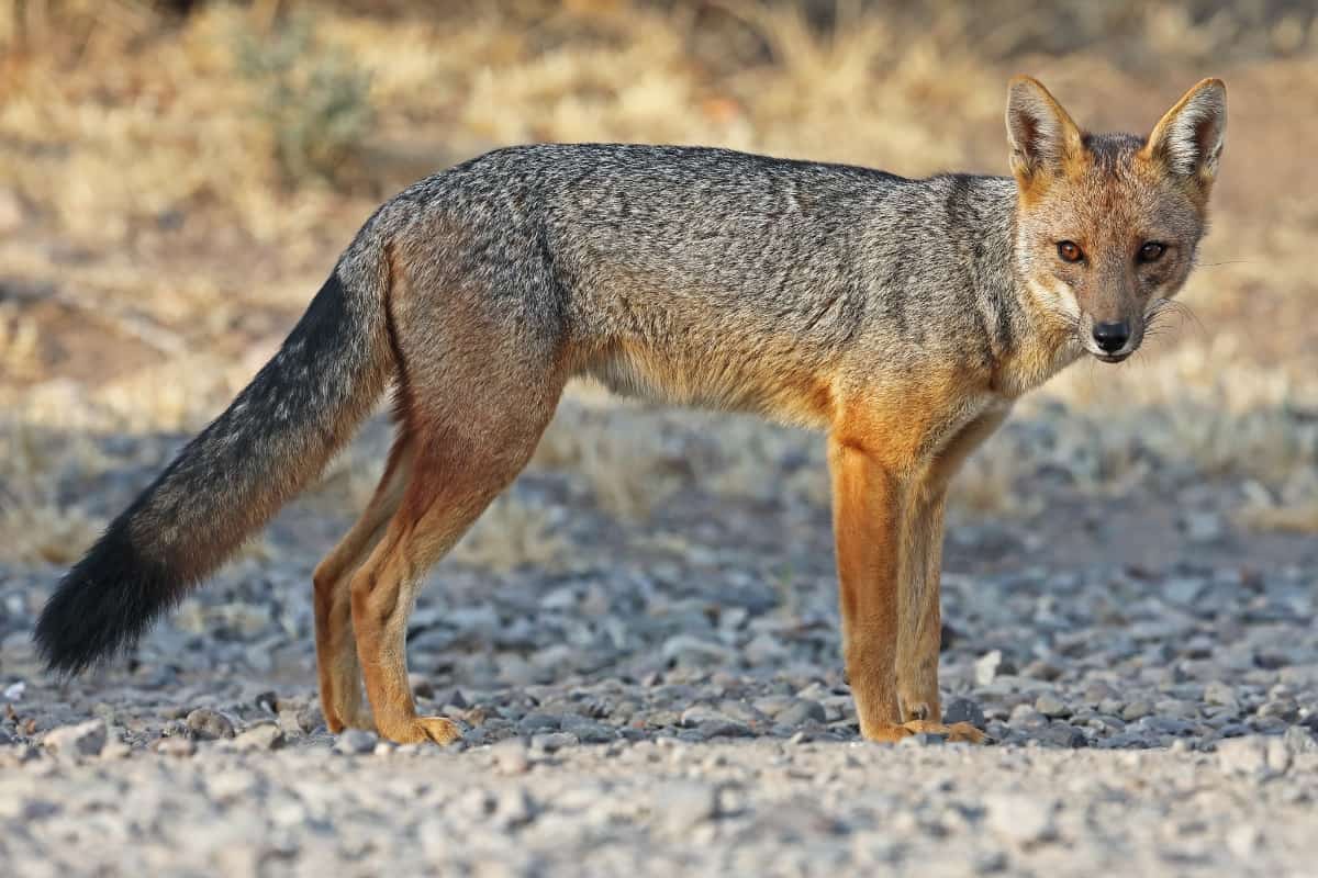 The Culpeo, or the Andean Fox is sometimes mistaken for a coyote