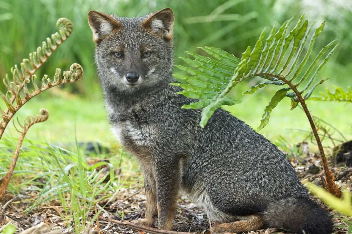 The Darwin's Fox in Chiloé Island in Chile