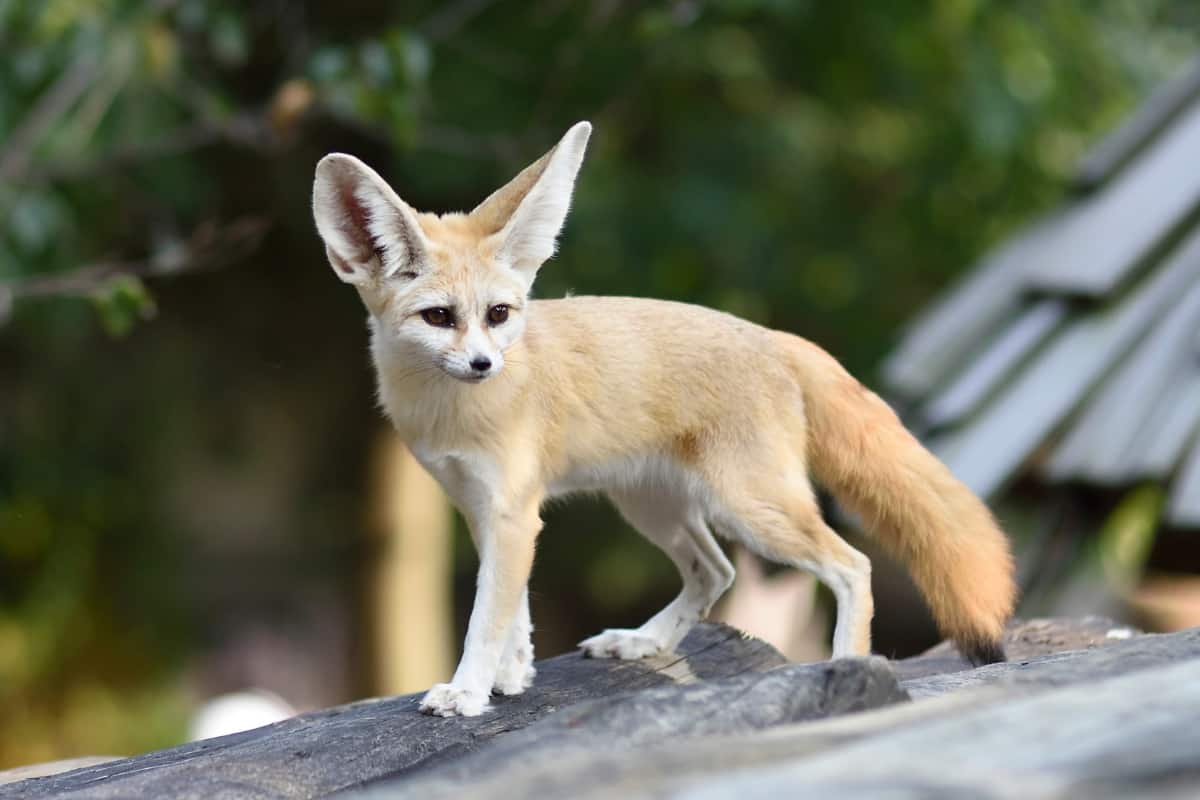 Fennec Fox is a small desert fox with large ears