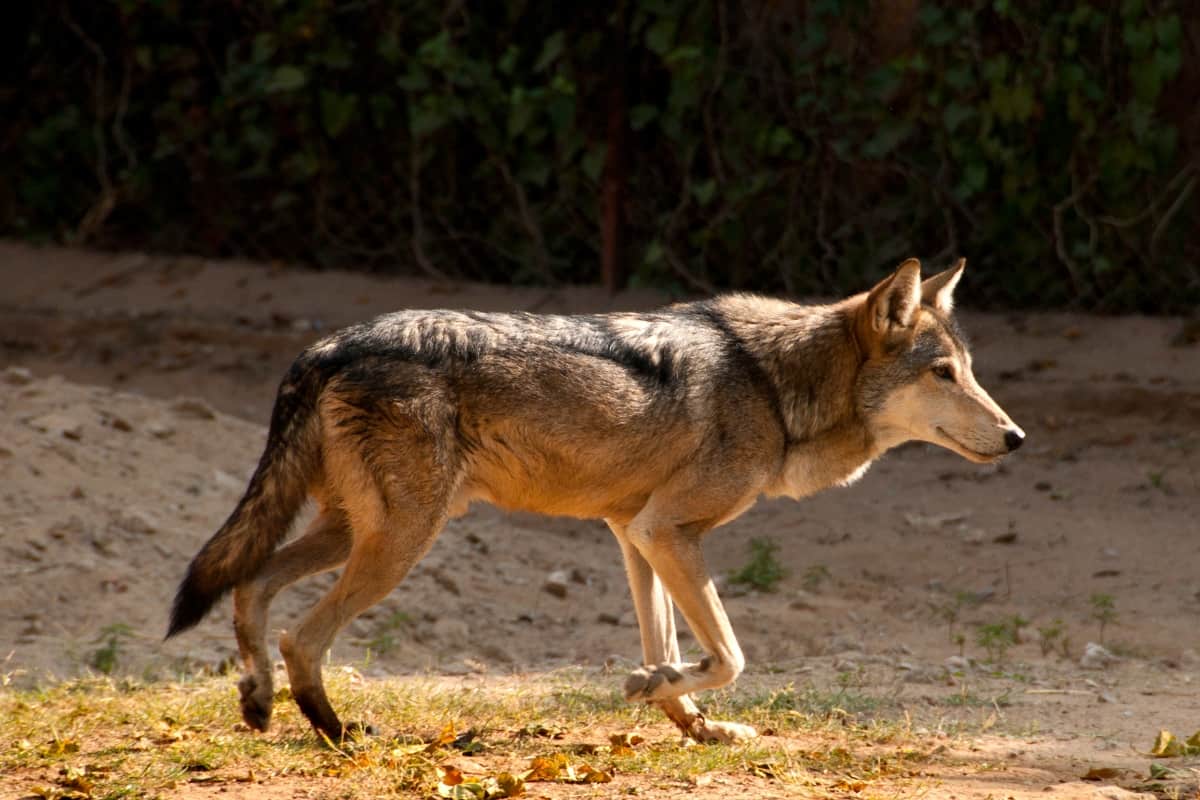 Gray wolves are the coyote like animals but bigger in size