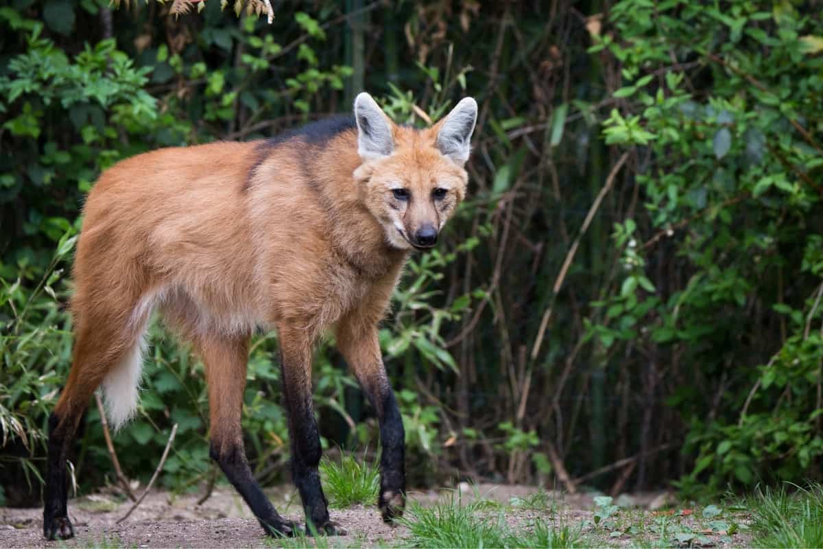 A Maned Wolf in the jungle