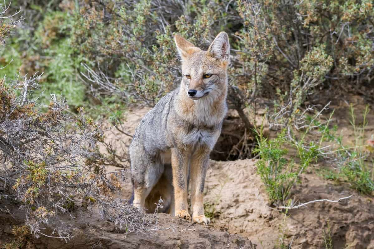 The Pampas Fox - Animals similar to coyotes