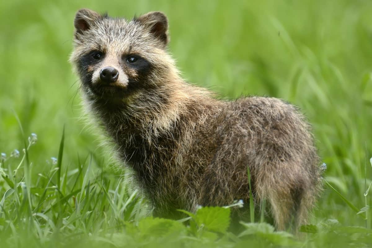 A coyote-like animal in Europe, could be a raccoon dog