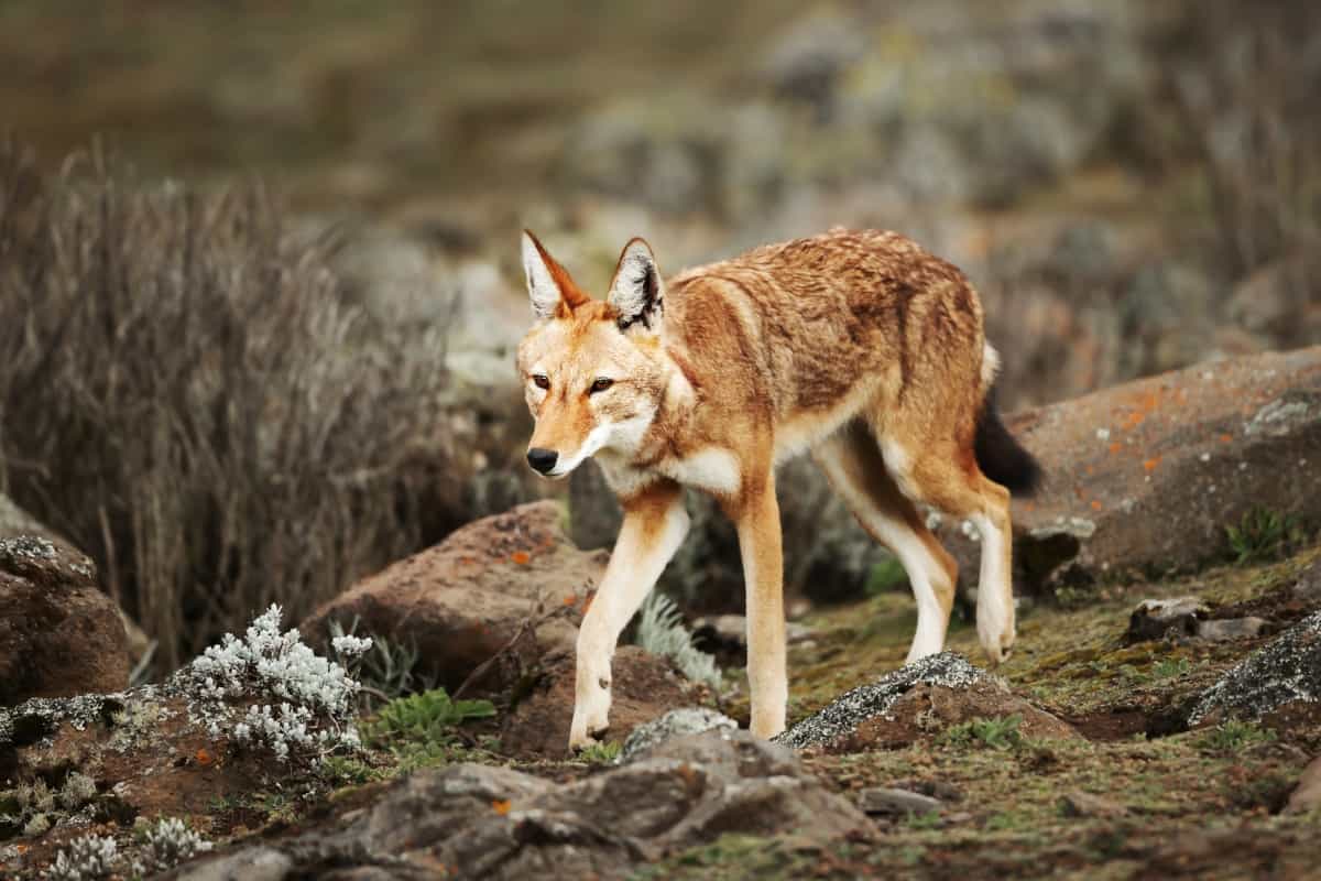  Rare Ethiopian Wolf in Bale Mountains