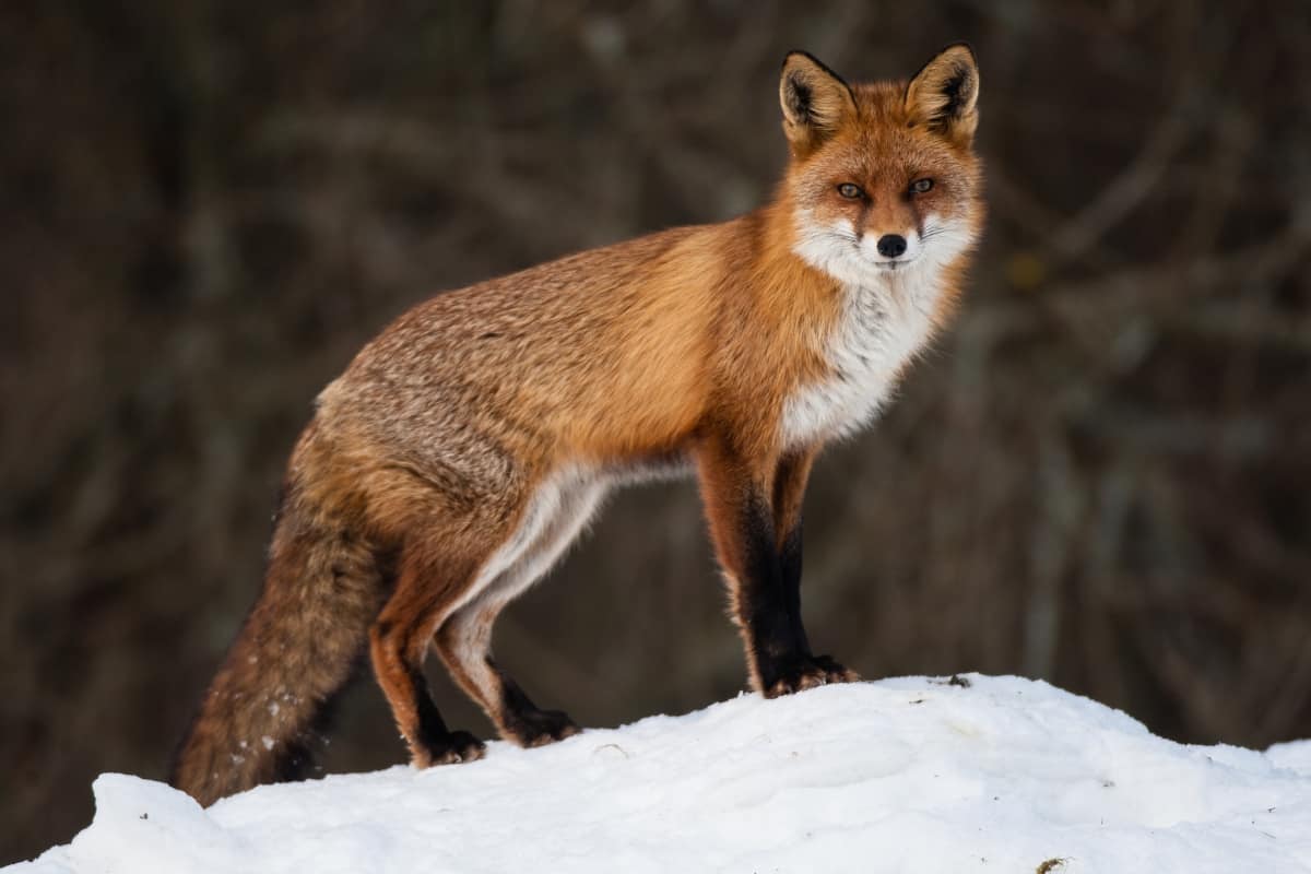 A Red Fox in the snow looking at the camera