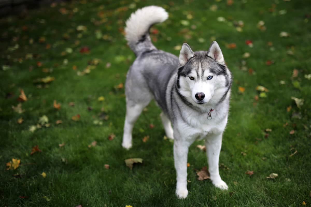 Dogs that look like coyotes also include Siberian Husky