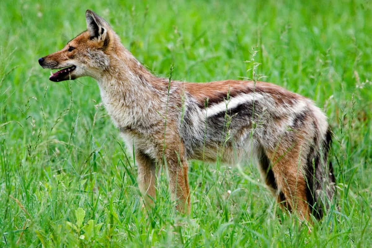 The Side-Striped Jackal standing in the grassland