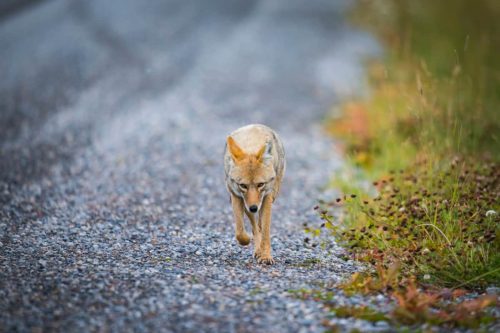 What Are Coyotes Afraid Of? How to Scare Them Away?