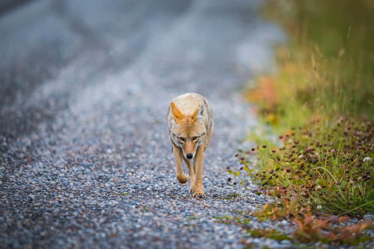 What Are Coyotes Afraid Of how to keep them away