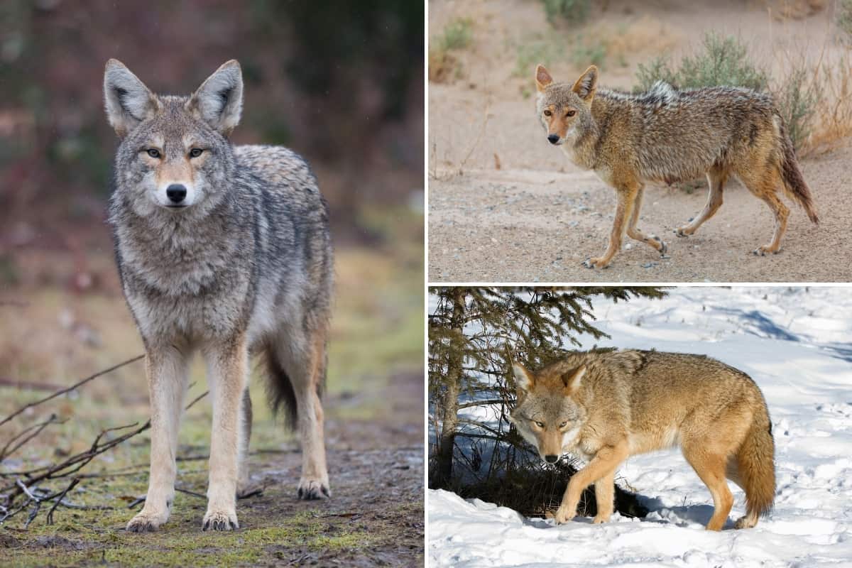 What Colors Are Coyotes
