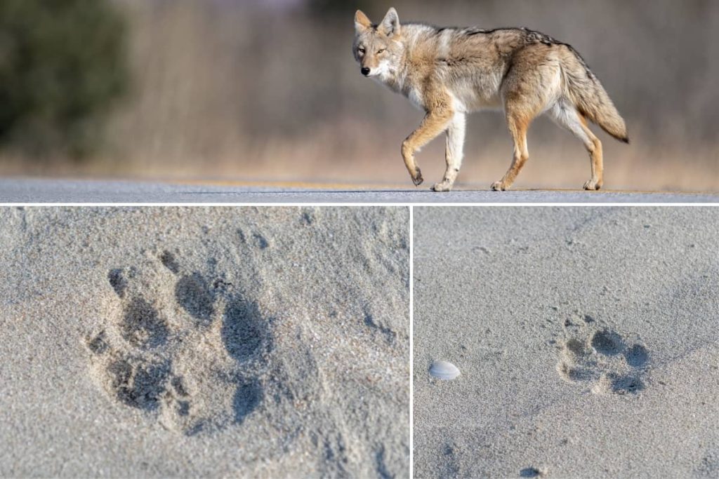 What Do Coyote Tracks Look Like