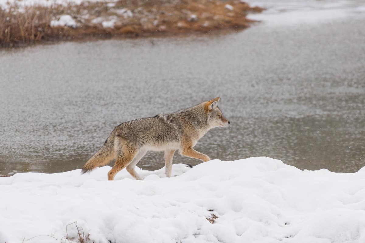 A coyote looking for a way to cross a river in winter