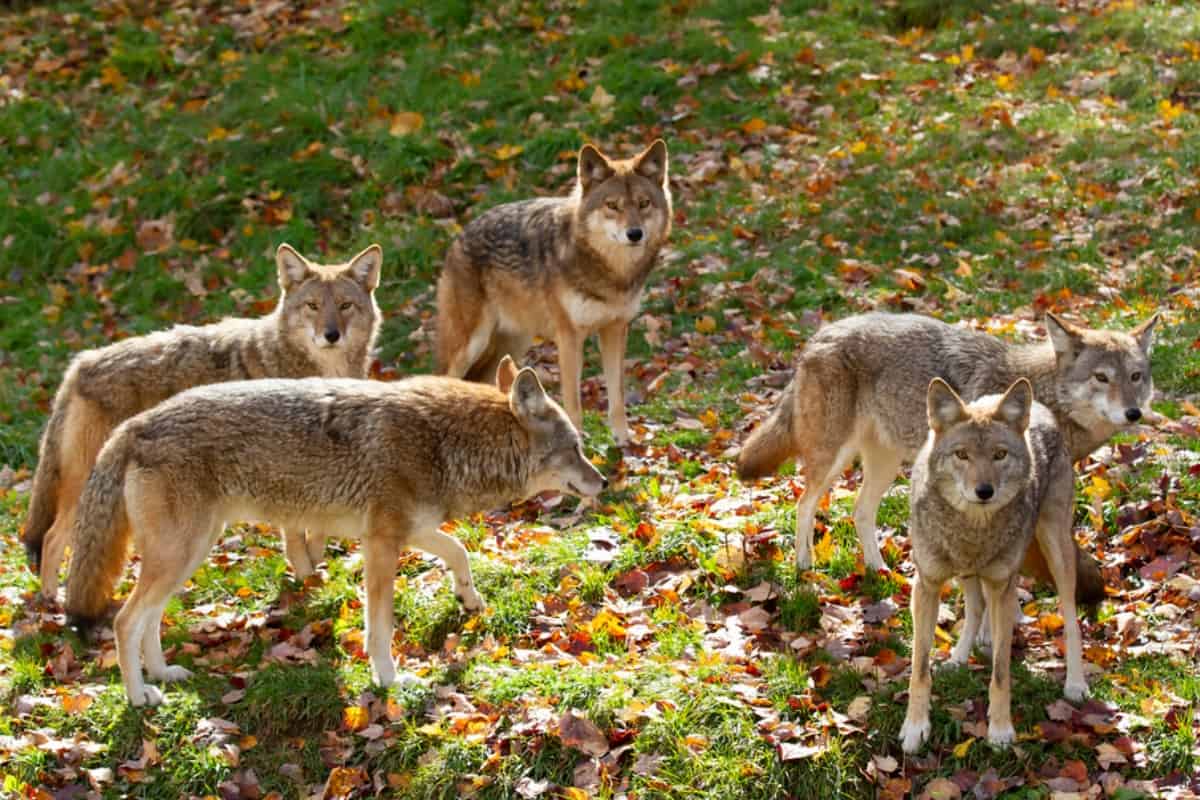 What is the pack size of the coyotes?