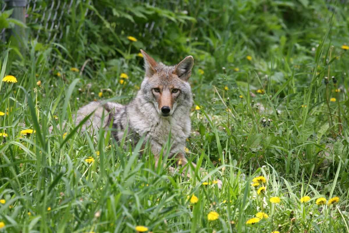 Where do coyotes live: dens & habitats