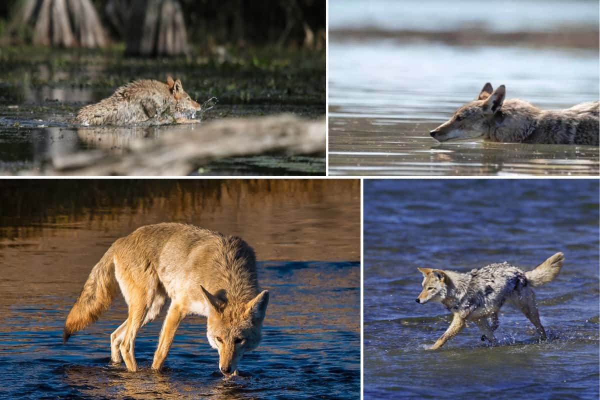Coyotes swim in search of food, to avoid predators, etc.