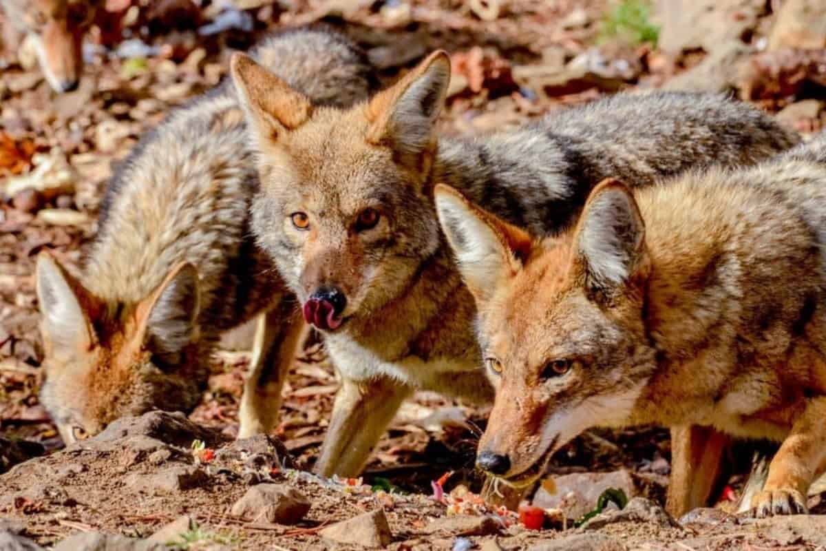 A pack of coyotes eating together after hunting