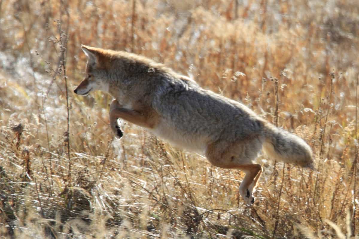 Coyote jumping after the mouse in deep grass.