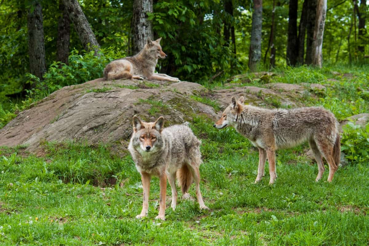 Why do coyotes pack together
