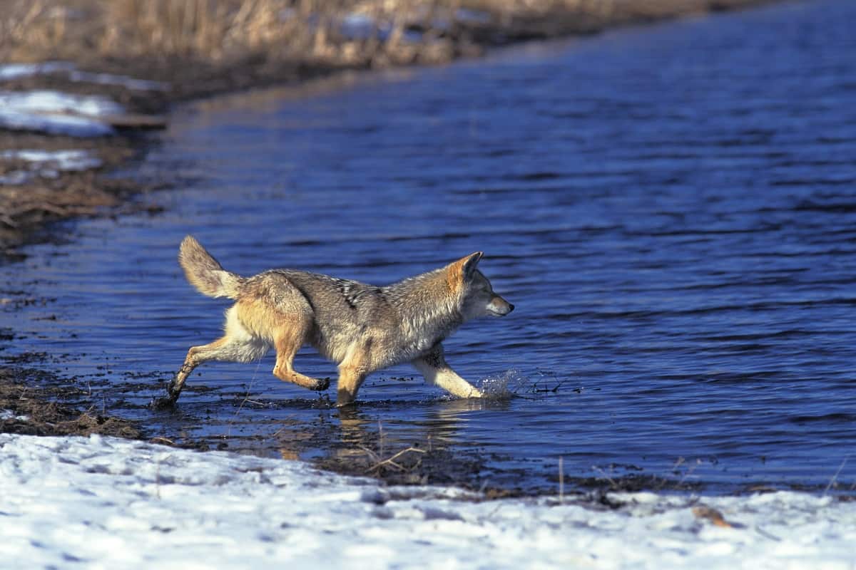 A coyote entering a stream near Montana.