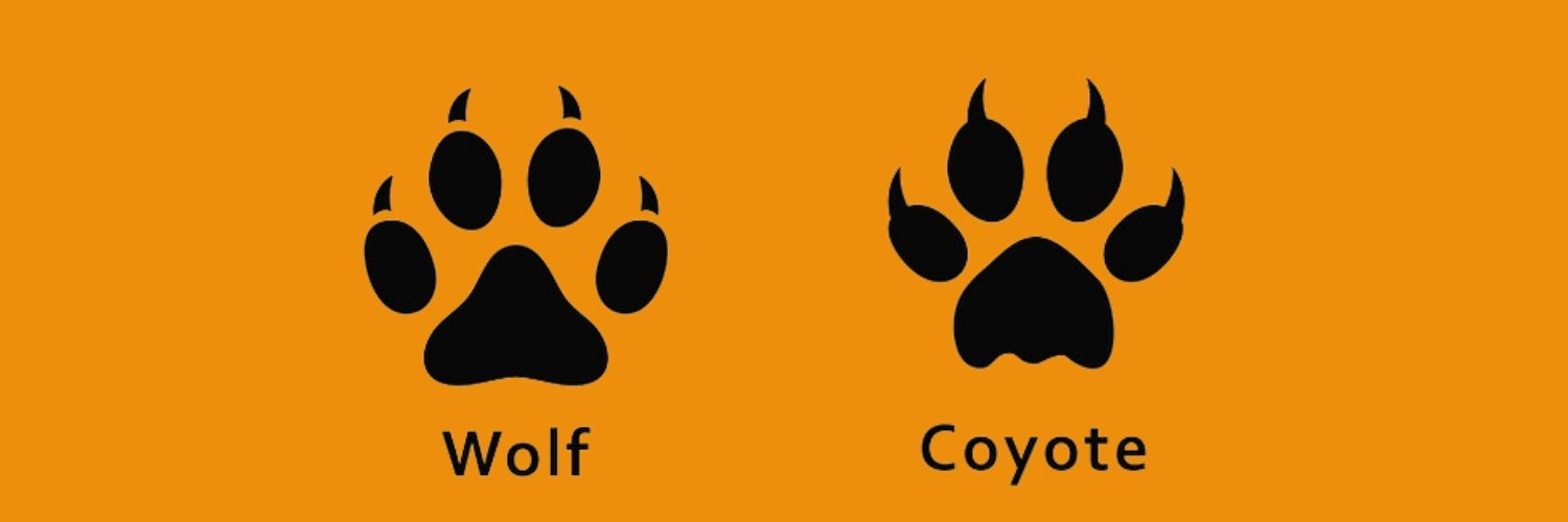 Wolf vs coyote paw prints