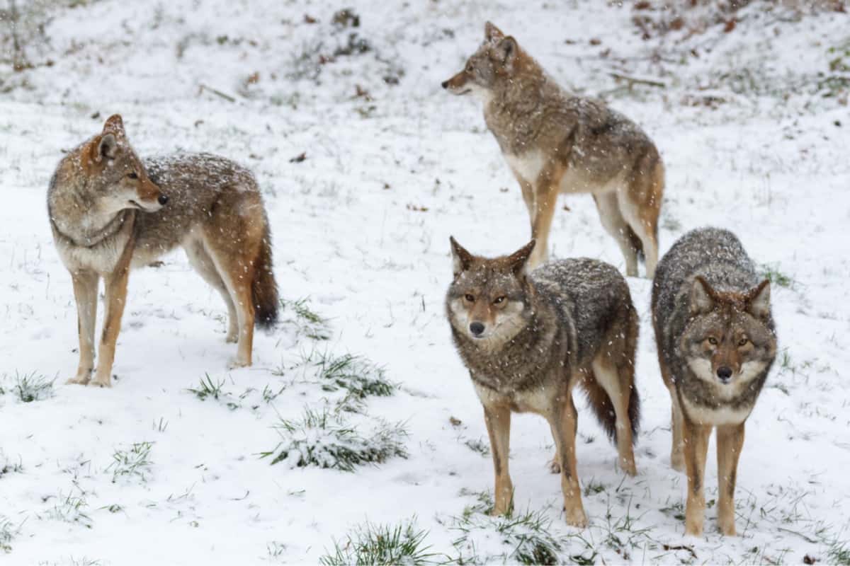 A pack of coyotes hunting in snow