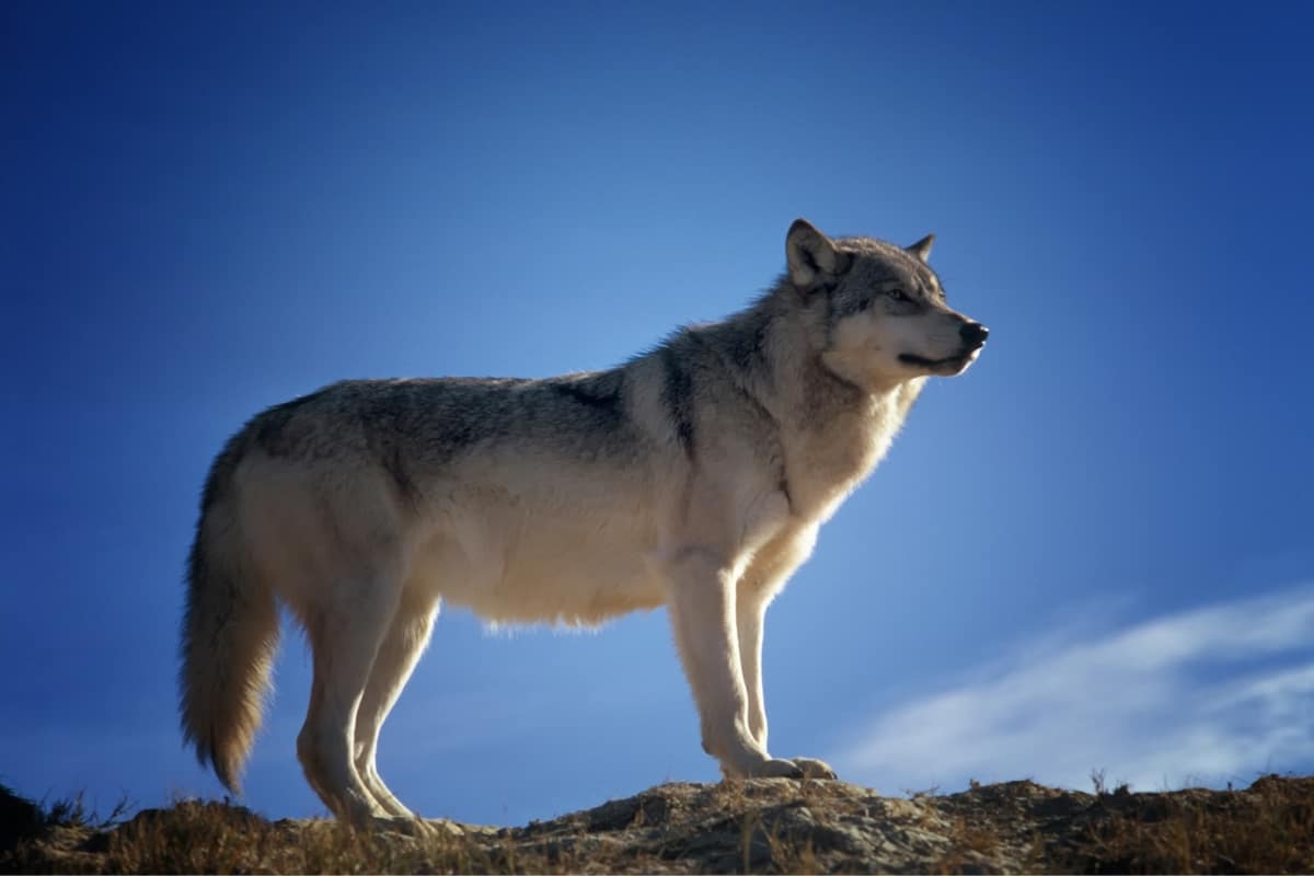 Closeup of a wolf in the wild