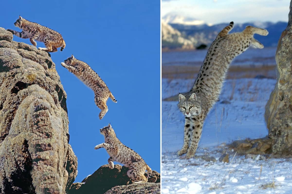 Bobcats can jump as high as coyotes.