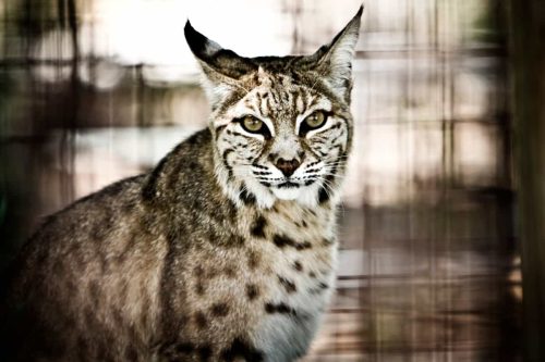 Bobcat Spirit Animal: Understanding its Significance & Symbolism