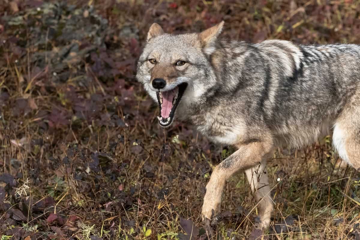 Average coyote bite force is 88 psi